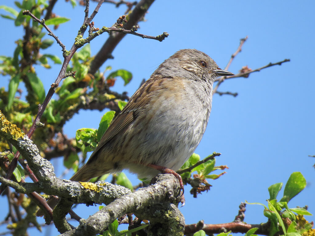 Dunnock