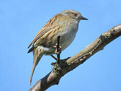 Dunnock