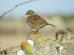 Dunnock