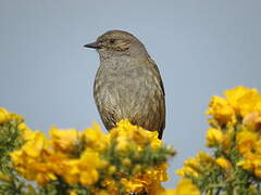 Dunnock