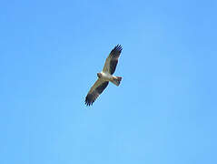 Booted Eagle