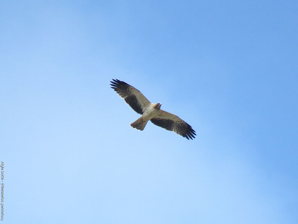 Booted Eagle