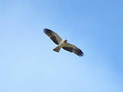 Booted Eagle