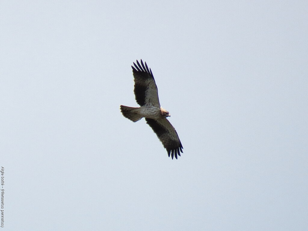 Booted Eagle