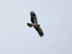 Booted Eagle