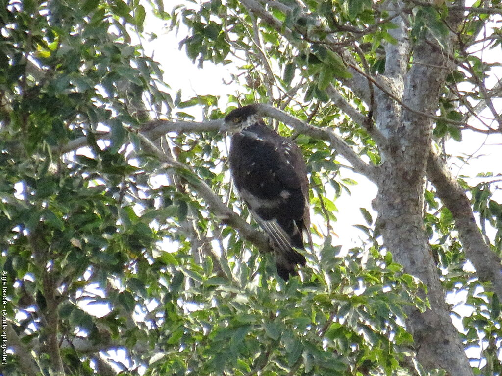 African Hawk-Eagle