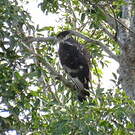 Aigle fascié