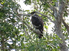 Aigle fascié