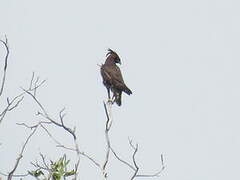 Long-crested Eagle