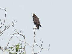 Long-crested Eagle