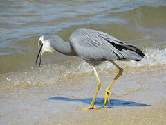 White-faced Heron