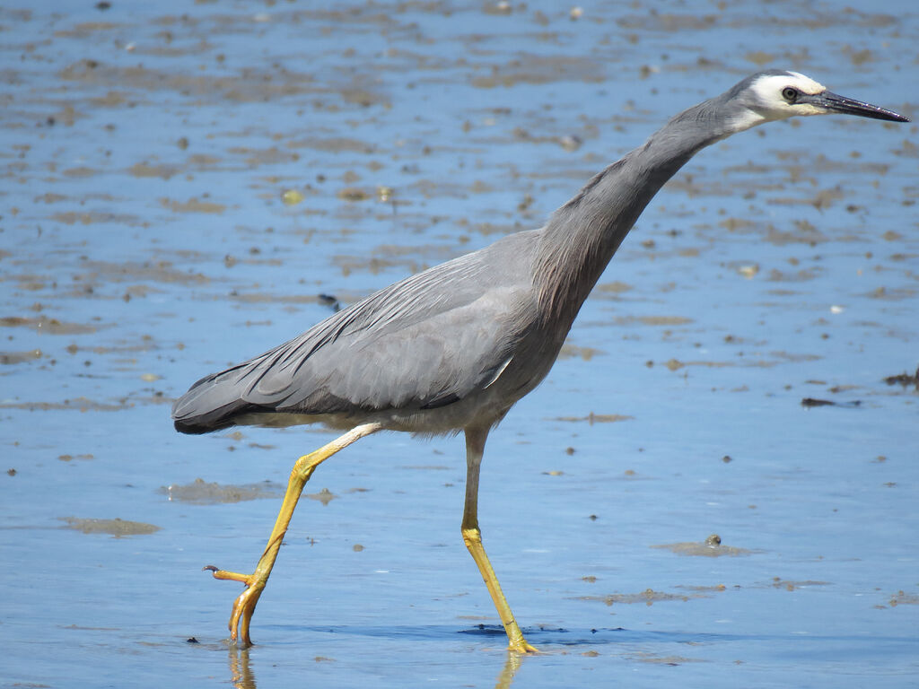 White-faced Heron