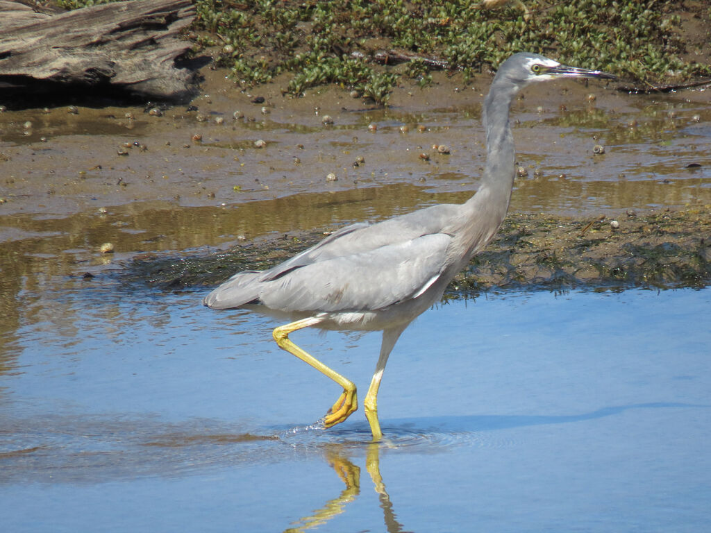 White-faced Heron