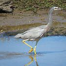 Aigrette à face blanche