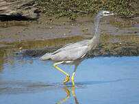 Aigrette à face blanche