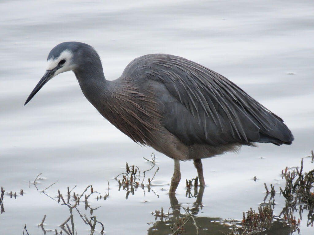 White-faced Heron