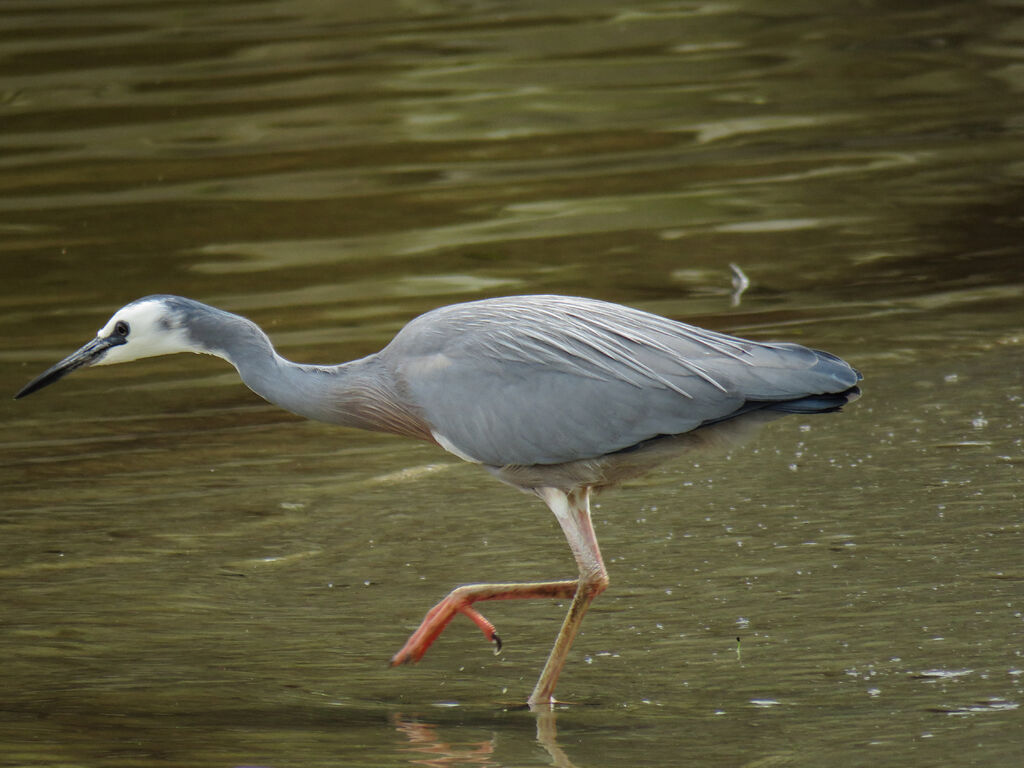 Aigrette à face blanche