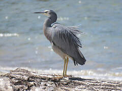 White-faced Heron