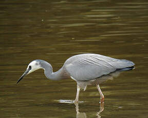 Aigrette à face blanche