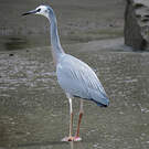 Aigrette à face blanche