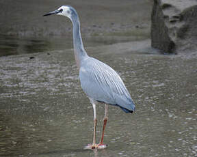 Aigrette à face blanche