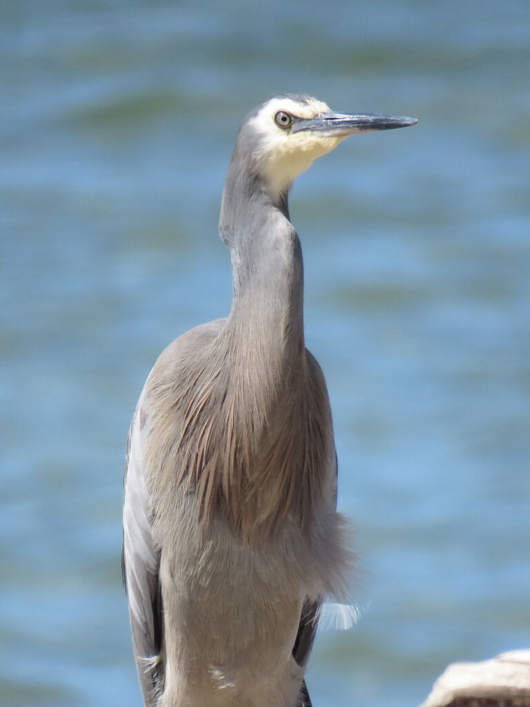 White-faced Heron, close-up portrait