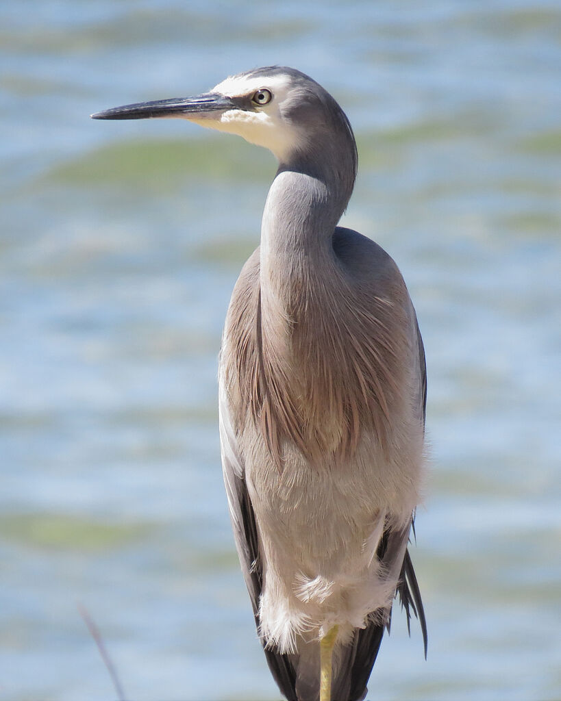 White-faced Heron, close-up portrait