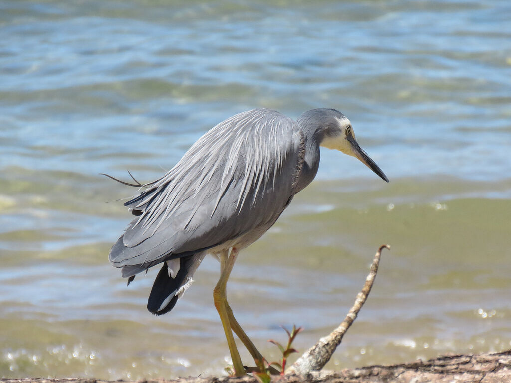 White-faced Heron