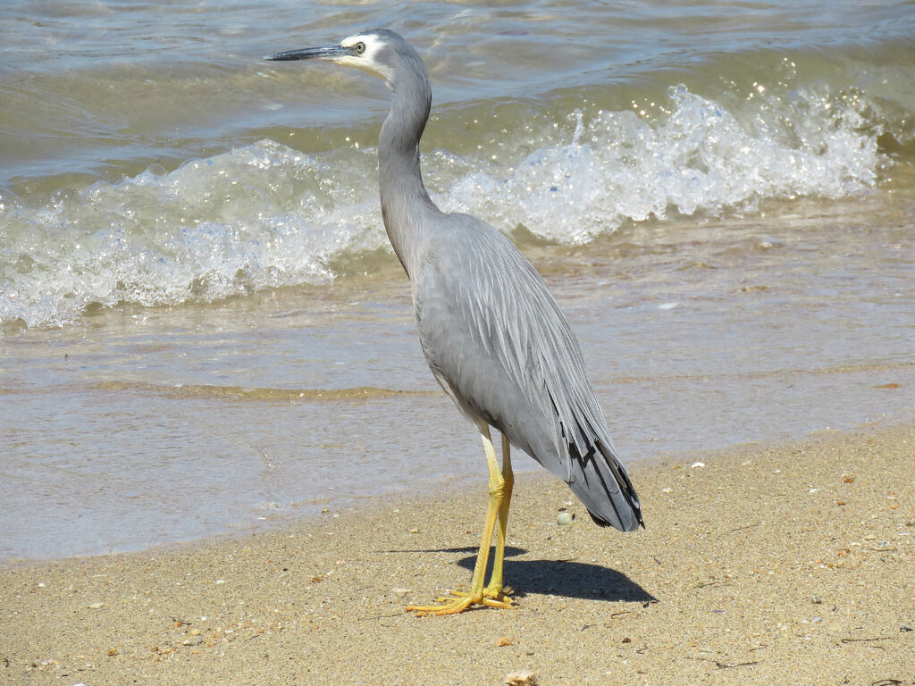 White-faced Heron