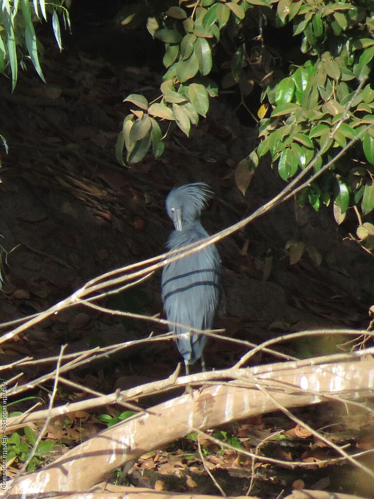 Black Heron