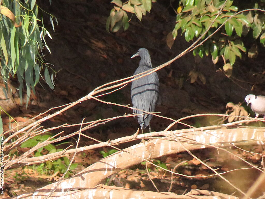 Aigrette ardoisée