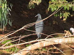 Aigrette ardoisée