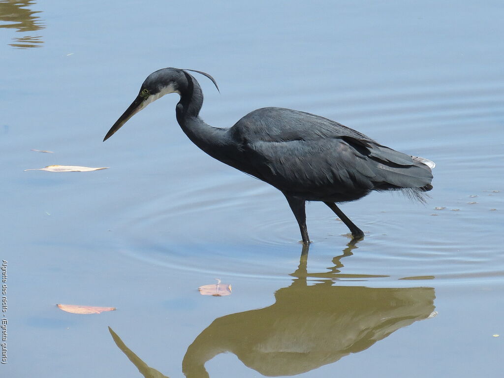 Aigrette des récifs