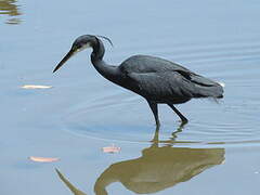 Western Reef Heron