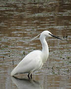 Aigrette garzette