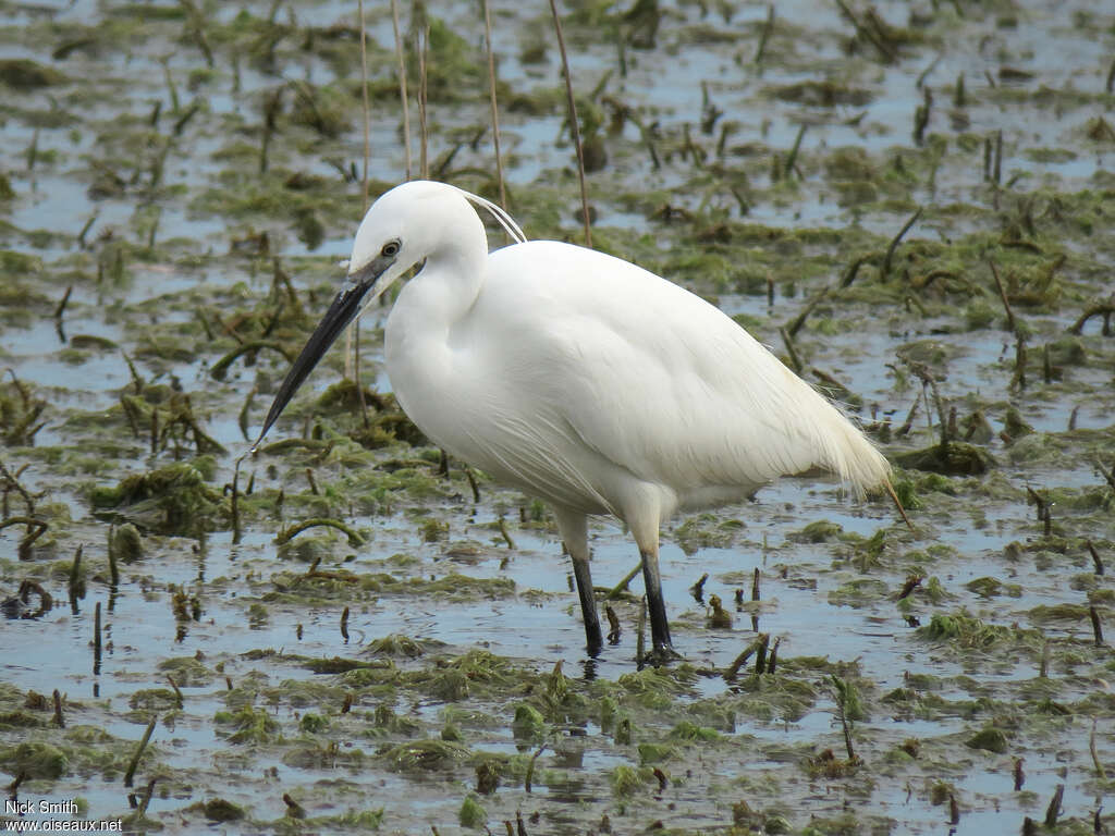 Little Egret