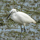 Little Egret