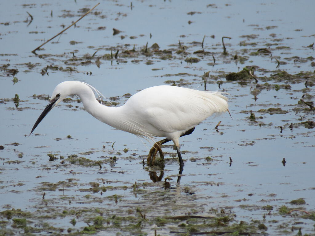 Little Egret