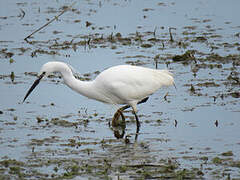 Aigrette garzette