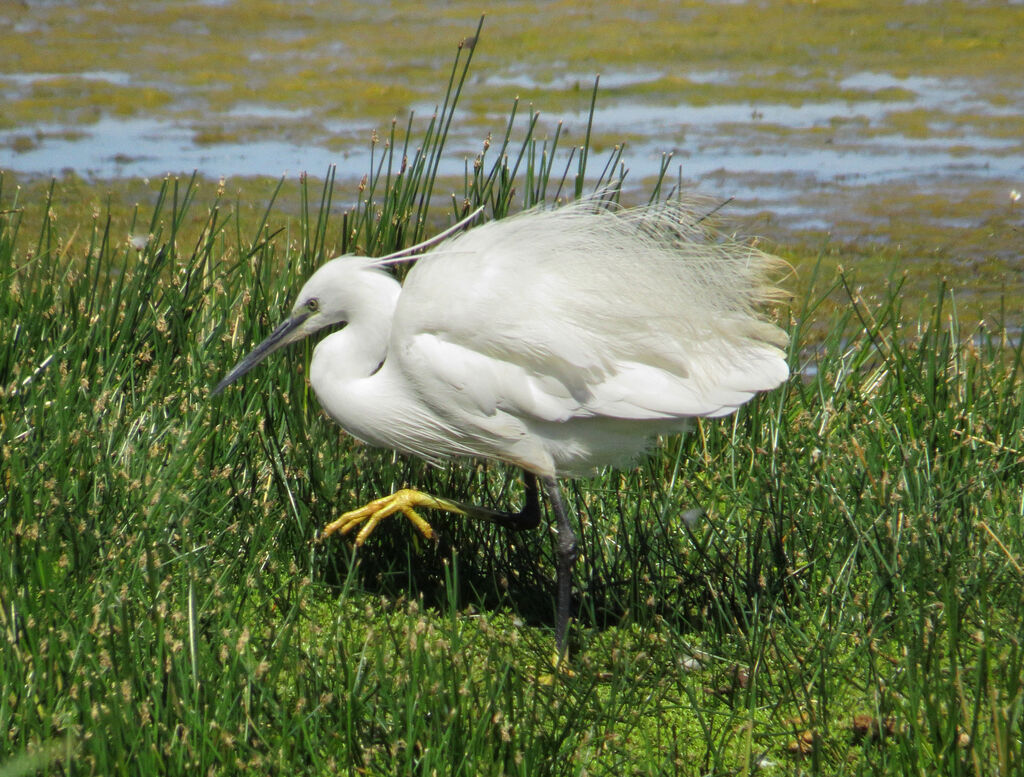 Aigrette garzette