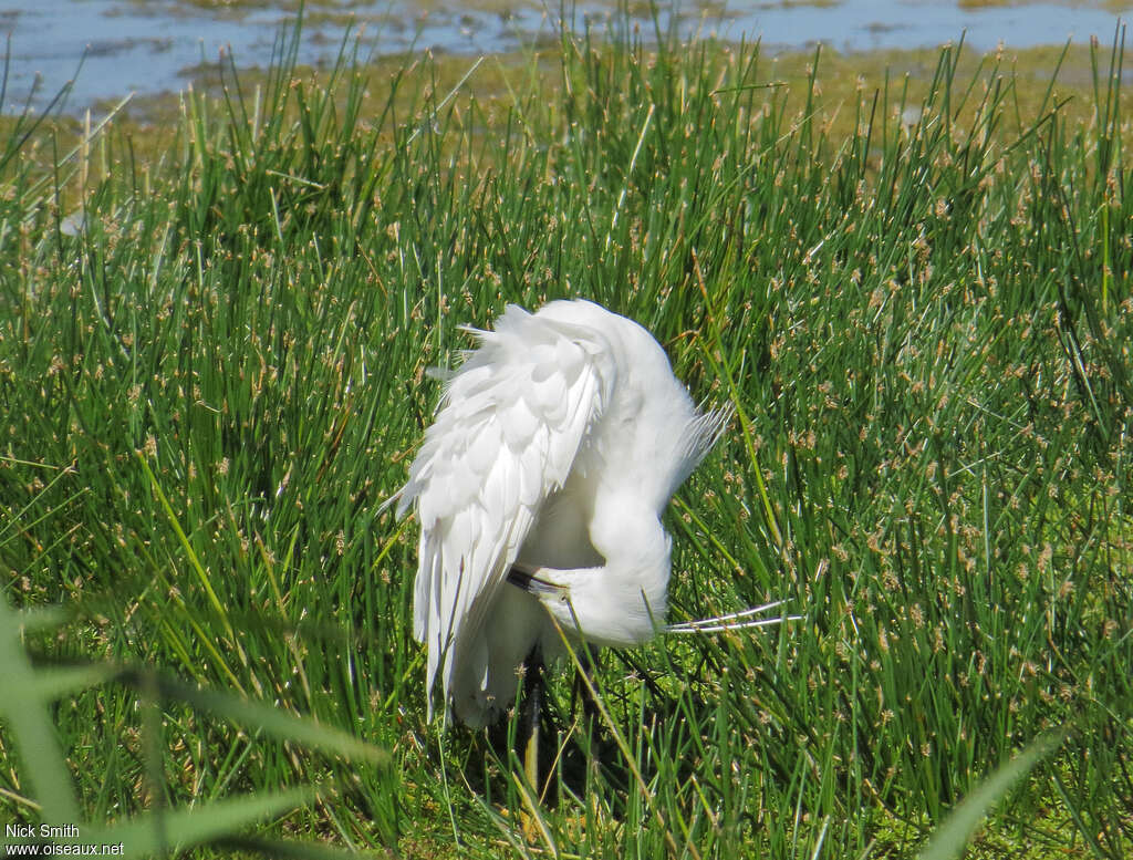 Aigrette garzetteadulte, habitat, soins