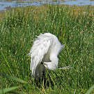 Little Egret