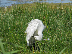 Aigrette garzette