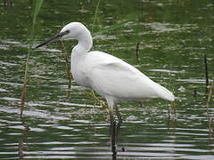 Aigrette garzette