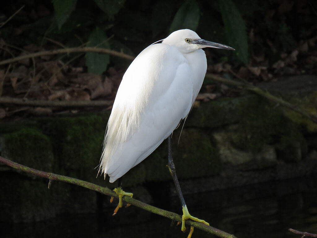 Little Egret