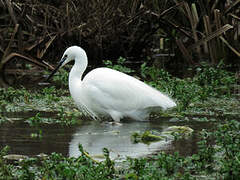 Aigrette garzette