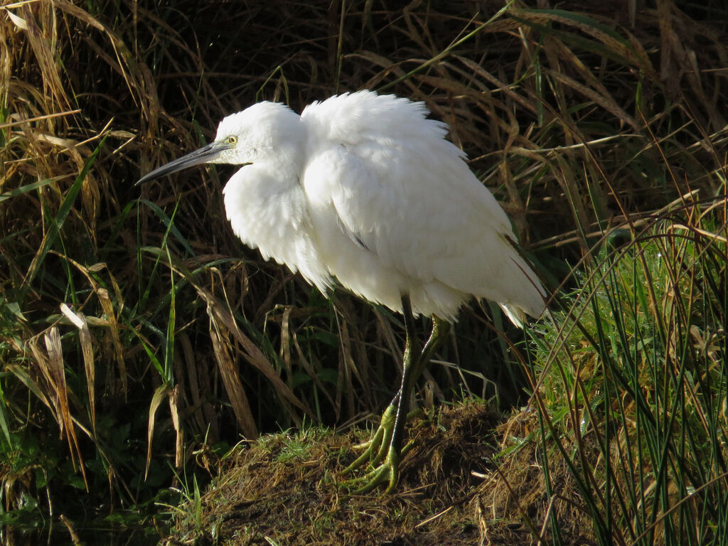 Little Egret