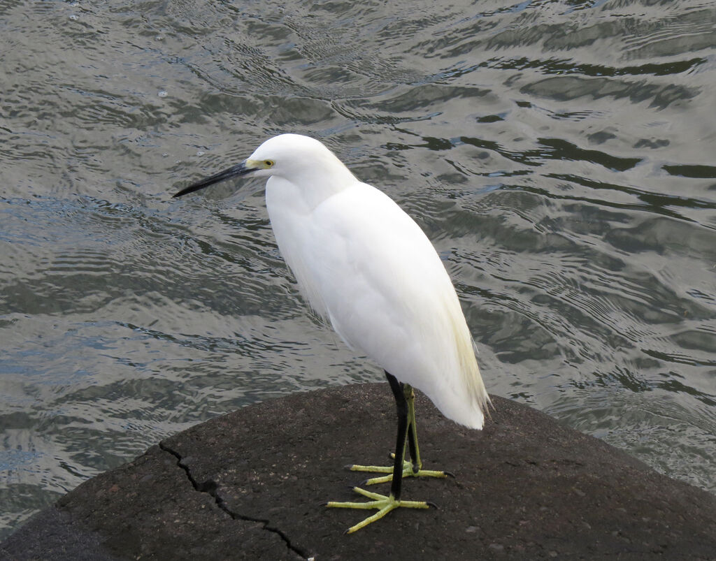 Aigrette neigeuse