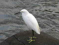 Snowy Egret