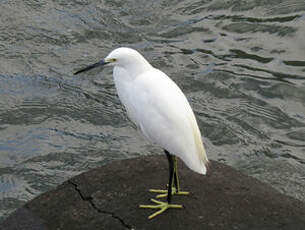 Aigrette neigeuse